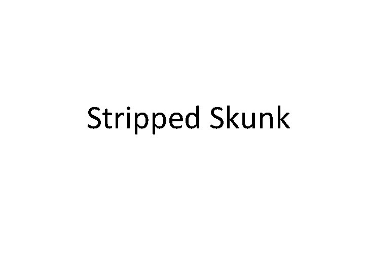 Stripped Skunk 