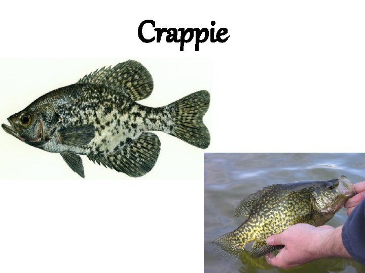 Crappie 