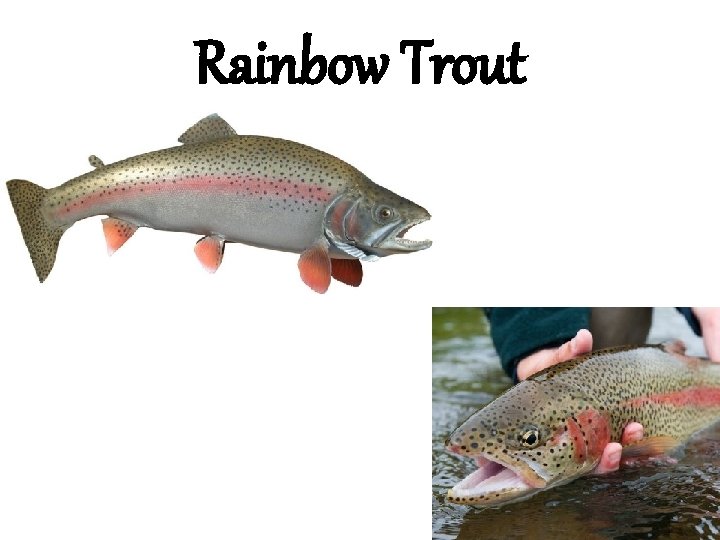 Rainbow Trout 