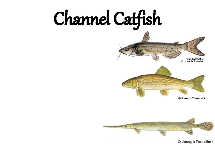 Channel Catfish 