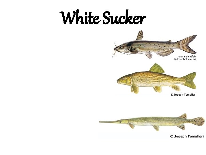 White Sucker 