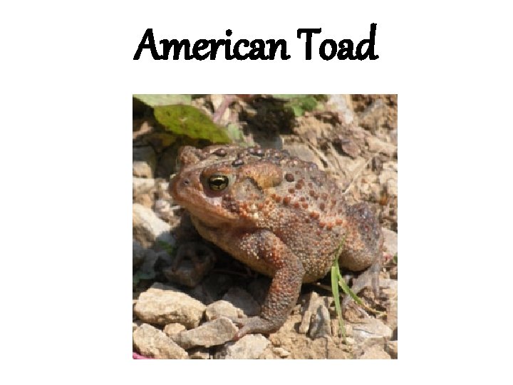 American Toad 