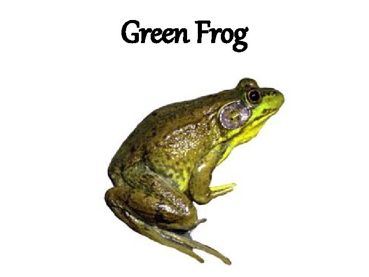 Green Frog 