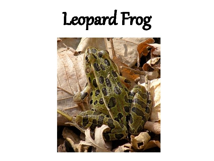 Leopard Frog 
