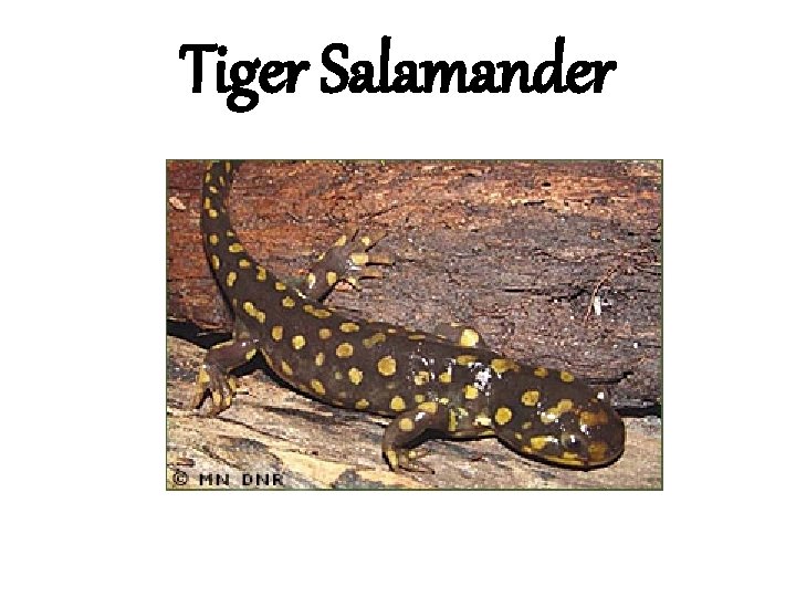 Tiger Salamander 