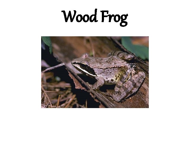 Wood Frog 