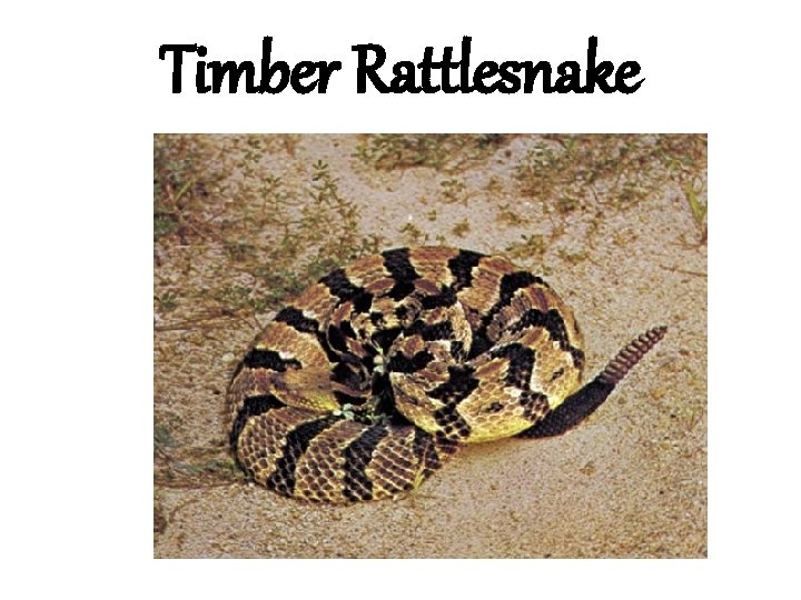 Timber Rattlesnake 