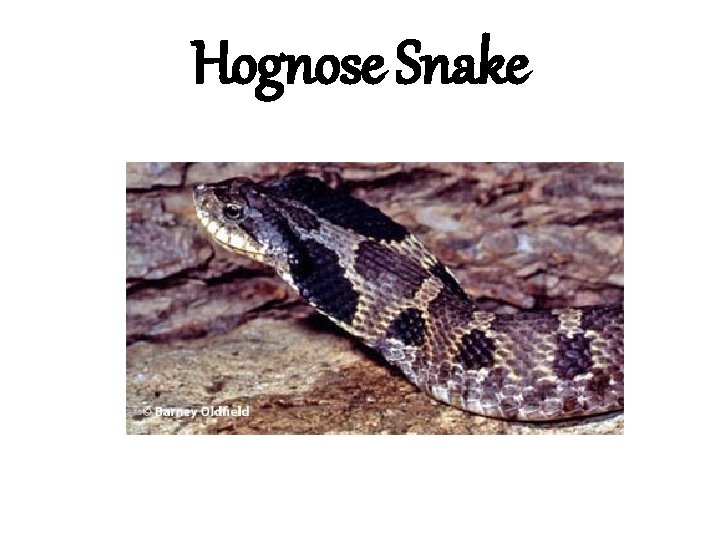 Hognose Snake 