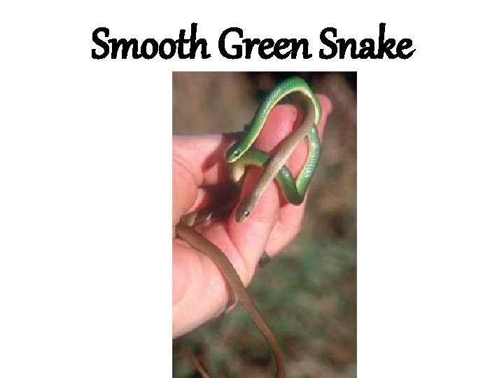 Smooth Green Snake 