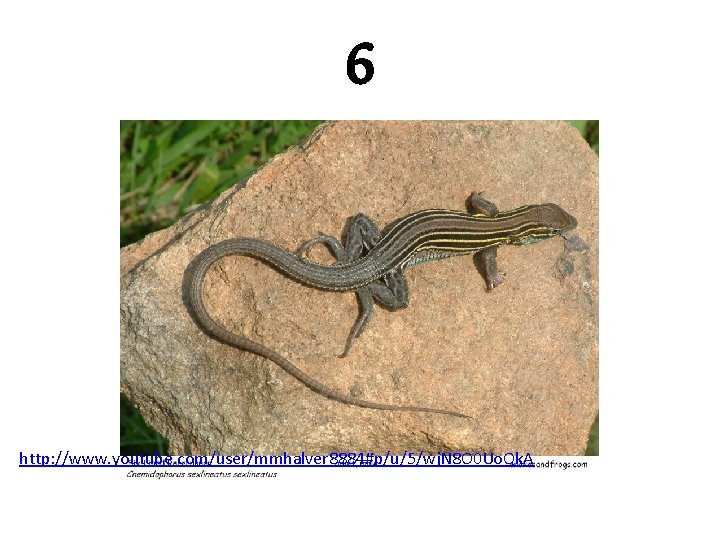 6 http: //www. youtube. com/user/mmhalver 8884#p/u/5/wj. N 8 O 0 Uo. Qk. A 