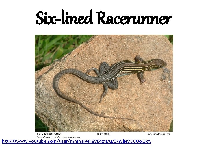 Six-lined Racerunner http: //www. youtube. com/user/mmhalver 8884#p/u/5/wj. N 8 O 0 Uo. Qk. A