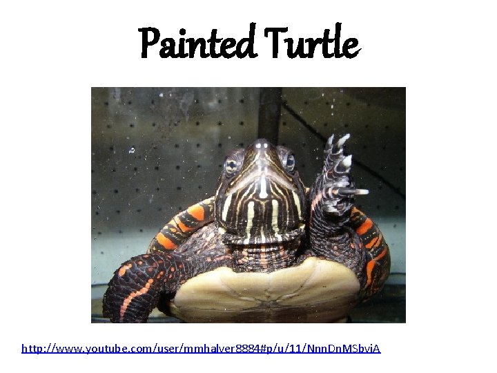 Painted Turtle http: //www. youtube. com/user/mmhalver 8884#p/u/11/Nnn. Dn. MSbvi. A 