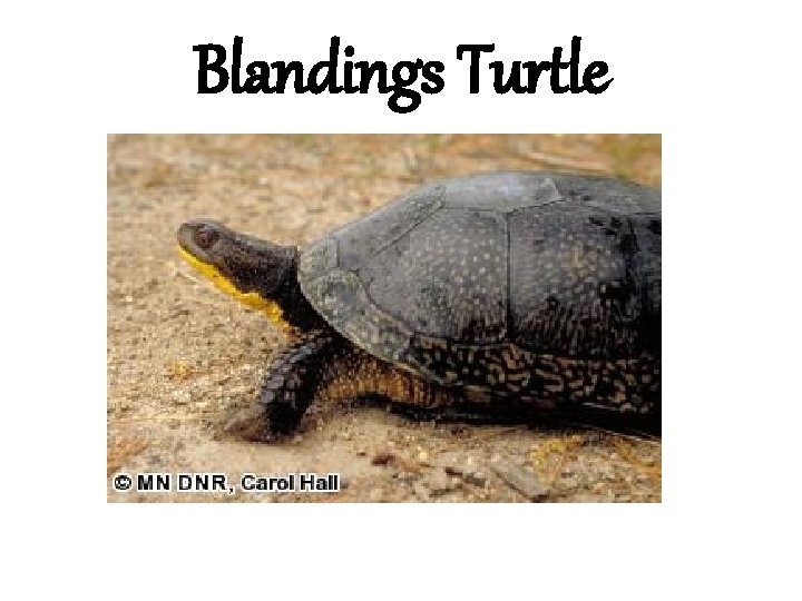 Blandings Turtle 