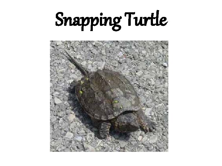 Snapping Turtle 