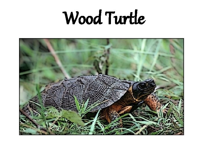 Wood Turtle 