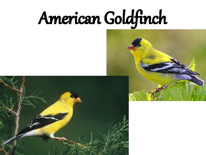 American Goldfinch 