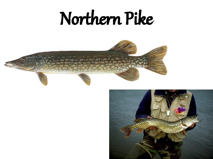 Northern Pike 