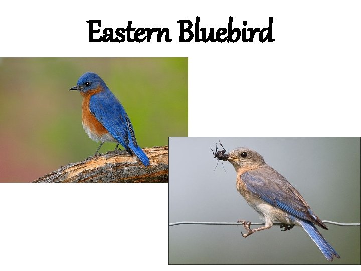 Eastern Bluebird 