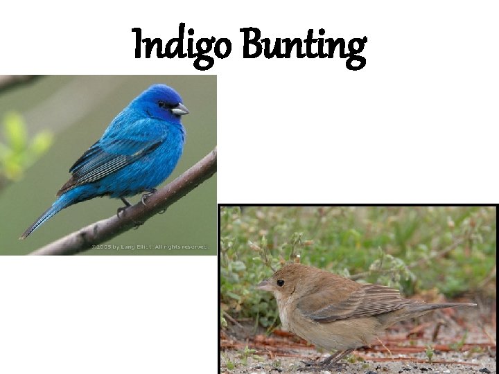 Indigo Bunting 