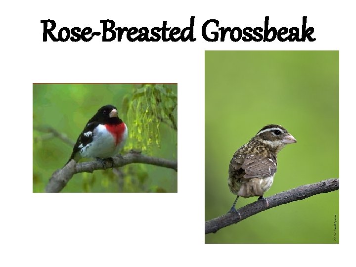 Rose-Breasted Grossbeak 