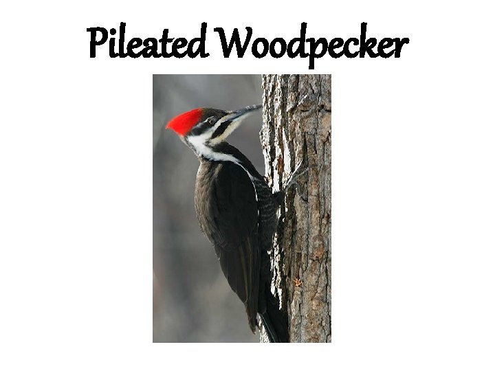 Pileated Woodpecker 