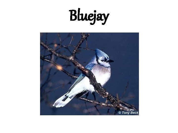 Bluejay 