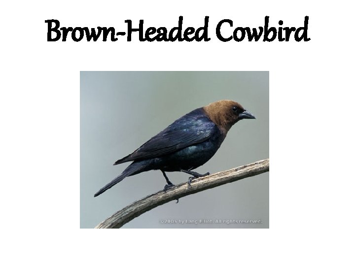 Brown-Headed Cowbird 