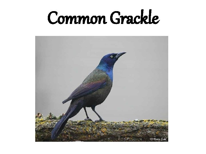 Common Grackle 