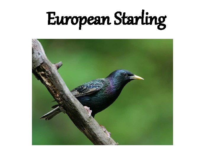 European Starling 