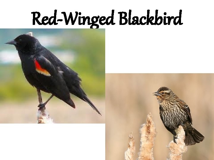 Red-Winged Blackbird 