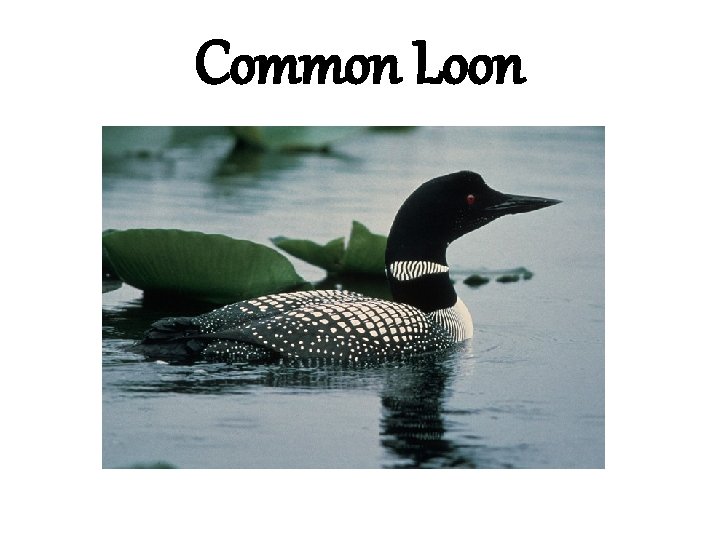 Common Loon 