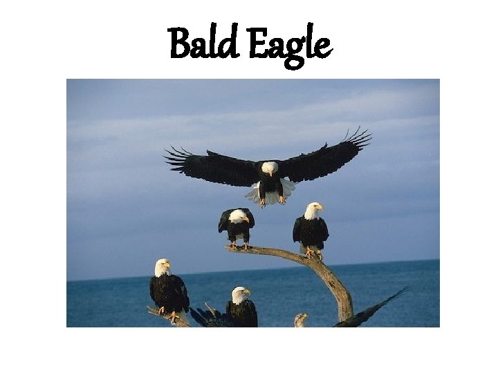 Bald Eagle 