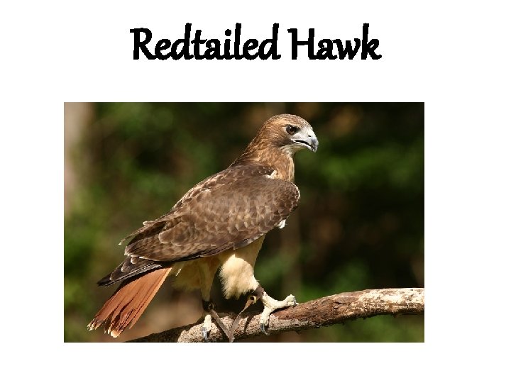 Redtailed Hawk 
