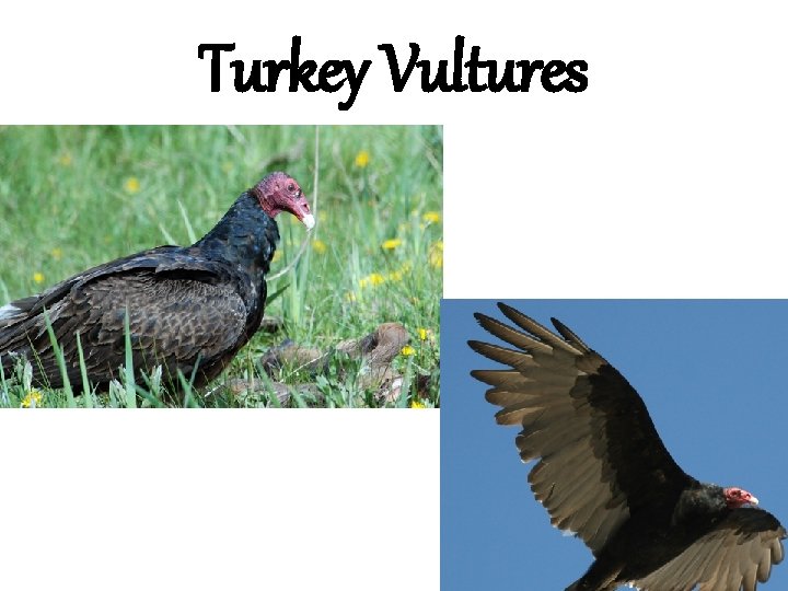 Turkey Vultures 