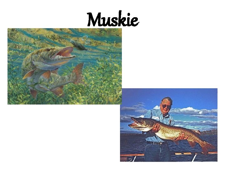 Muskie 