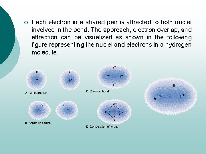 ¡ Each electron in a shared pair is attracted to both nuclei involved in