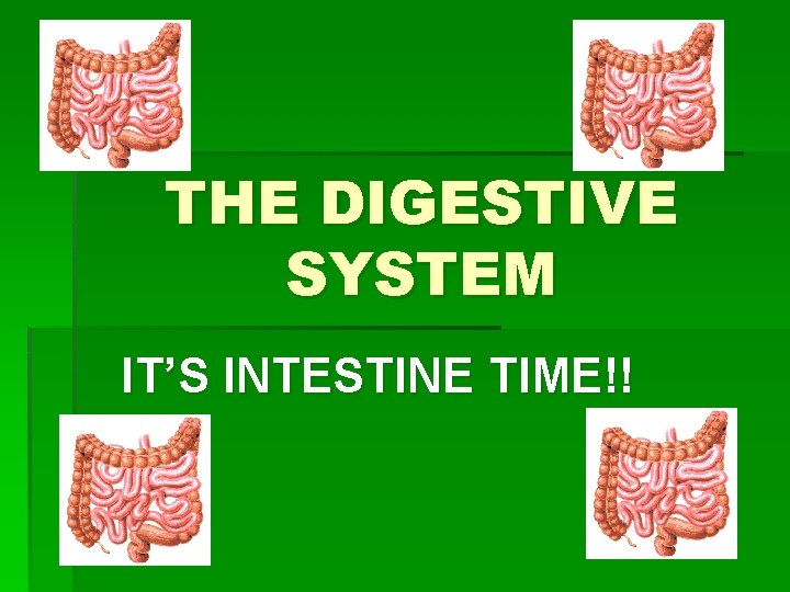 THE DIGESTIVE SYSTEM IT’S INTESTINE TIME!! 