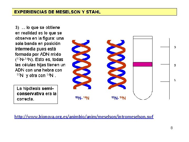 http: //www. bionova. org. es/animbio/anim/meselson/intromeselson. swf 