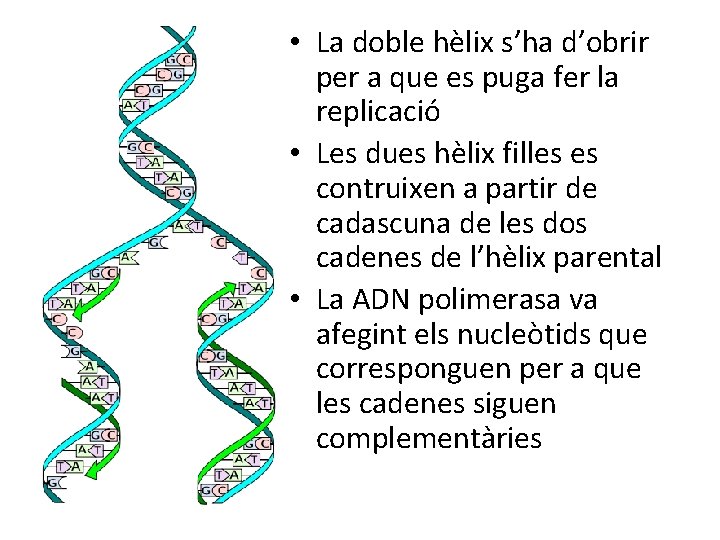  • La doble hèlix s’ha d’obrir per a que es puga fer la