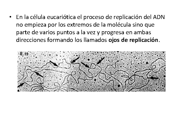  • En la célula eucariótica el proceso de replicación del ADN no empieza