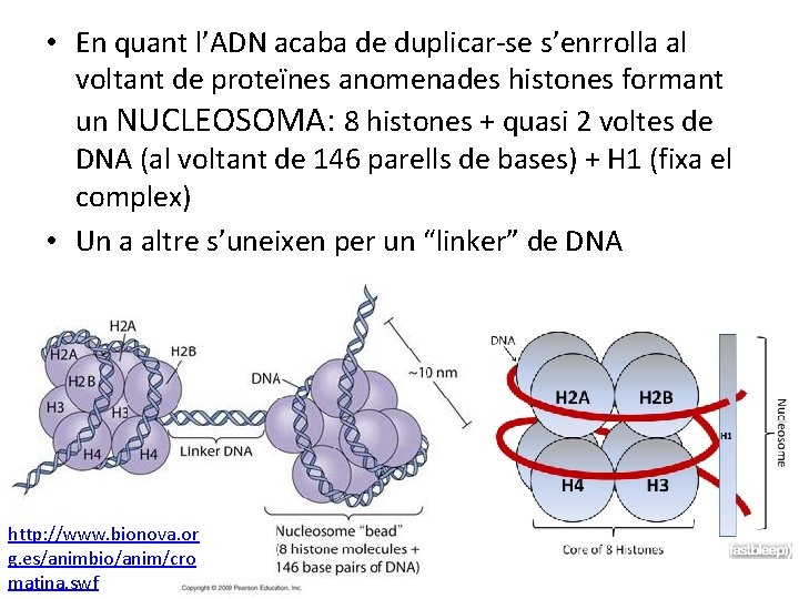  • En quant l’ADN acaba de duplicar-se s’enrrolla al voltant de proteïnes anomenades