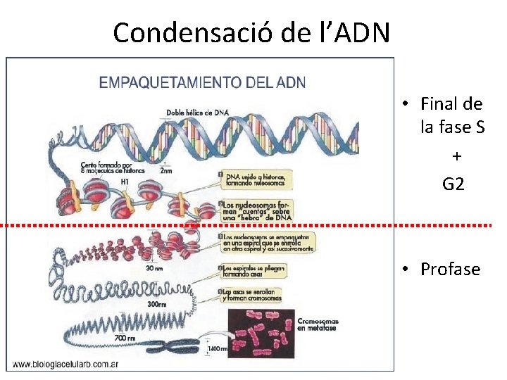 Condensació de l’ADN • Final de la fase S + G 2 • Profase