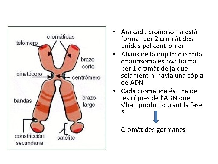  • Ara cada cromosoma està format per 2 cromàtides unides pel centròmer •