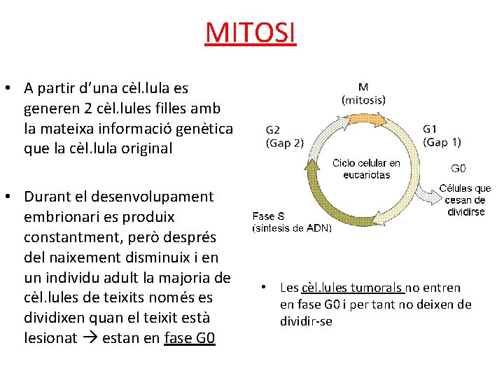 MITOSI • A partir d’una cèl. lula es generen 2 cèl. lules filles amb