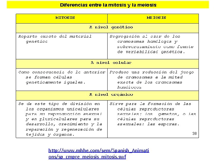 http: //www. mhhe. com/sem/Spanish_Animati ons/sp_cmpre_meiosis_mitosis. swf 