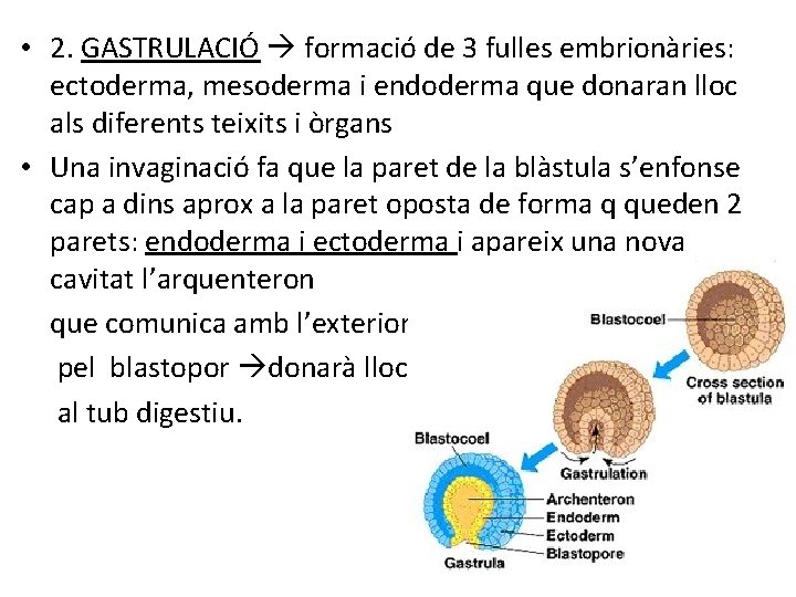  • 2. GASTRULACIÓ formació de 3 fulles embrionàries: ectoderma, mesoderma i endoderma que