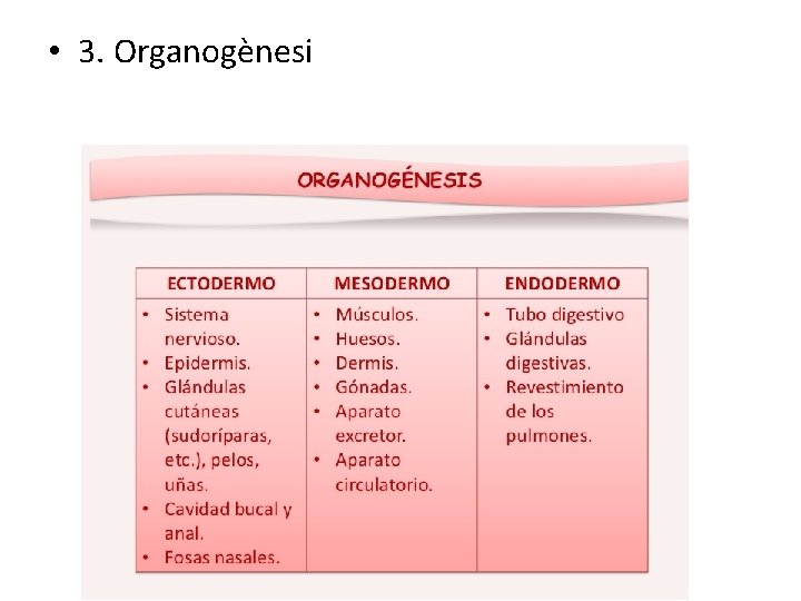  • 3. Organogènesi 