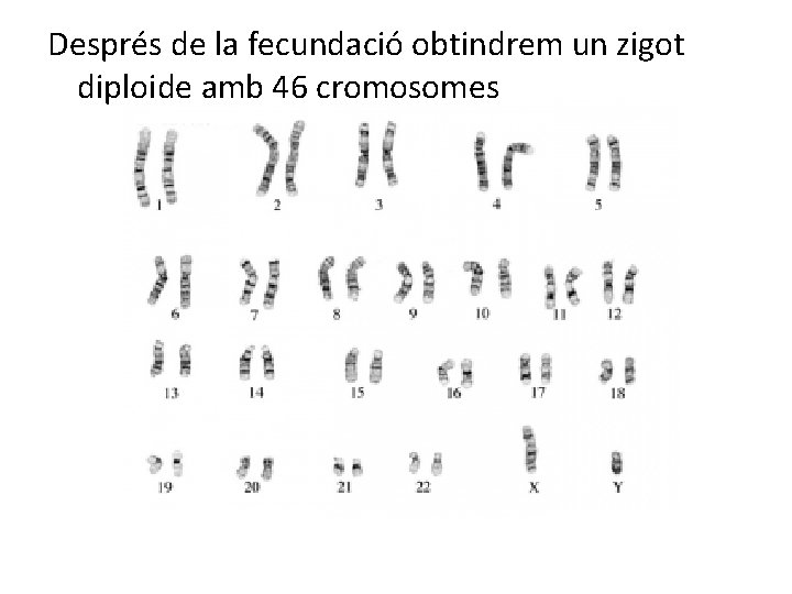 Després de la fecundació obtindrem un zigot diploide amb 46 cromosomes 