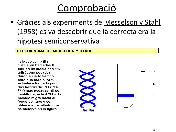 Comprobació • Gràcies als experiments de Messelson y Stahl (1958) es va descobrir que