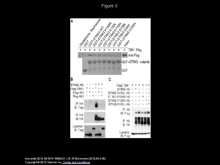 Figure 3 Immunity 2012 361073 -1086 DOI: (10. 1016/j. immuni. 2012. 03. 019) Copyright
